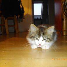 Blanding af racer Guldhop 