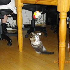 Blanding af racer Guldhop 