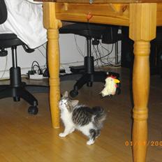 Blanding af racer Guldhop 