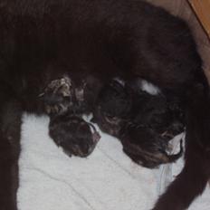 Blanding af racer  pruske