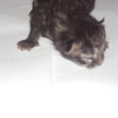 Blanding af racer  pruske