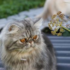 Perser Nyman's Lucky