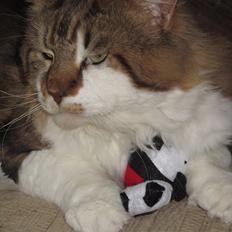 Maine Coon Løve Hulen's Golden Wolf 23/1 (Bor ved min moster)