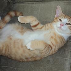 Huskat Garfield (Gaffe) R.I.P.