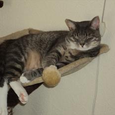 Huskat Zig Zag (Basse)