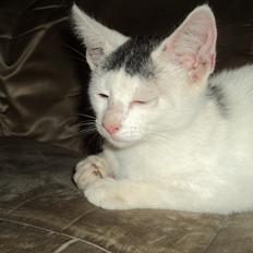 Blanding af racer Kato