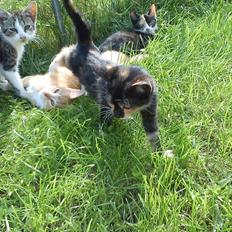 Huskat Fight Mis/ Sally