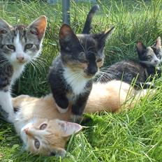 Huskat Fight Mis/ Sally