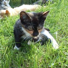 Huskat Fight Mis/ Sally