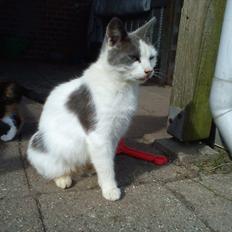 Huskat Bella nutella