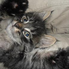 Blanding af racer Didrik