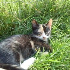 Huskat Lille Jarmi Mis