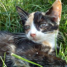 Huskat Lille Jarmi Mis