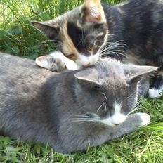 Huskat Lille Jarmi Mis