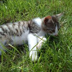 Huskat Bivskid R.I.P søndag d. 2 oktober 2011