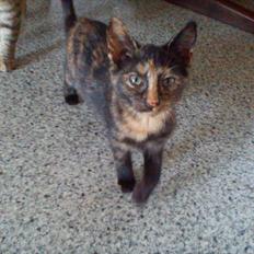 Huskat Kosmos/Min hvalp/