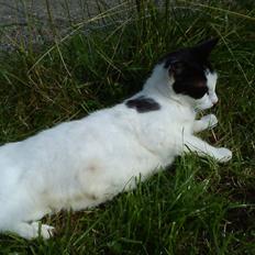 Huskat Skibber R.I.P Mandag 3 oktober 2011 "fundet død"