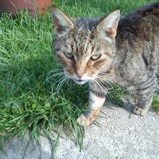 Huskat Gismo R.I.P 29 AGUST 2011