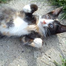 Huskat Litel Handy mis(Min)