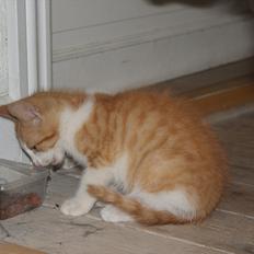 Blanding af racer Blaze