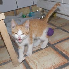 Blanding af racer Blaze