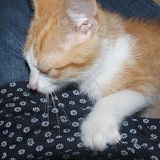 Blanding af racer Blaze