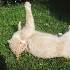 Blanding af racer Zimba | Tyksak! <3