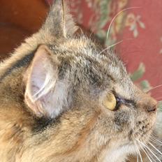 Sibirisk Kat Zsa Zsa the Fabulous