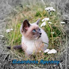 Blanding af racer spenny