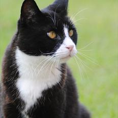 Blanding af racer Jason :D