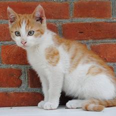 Blanding af racer Aki   R.I.P