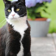 Blanding af racer Jason :D