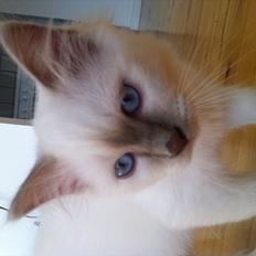 Hellig Birma DK Wennemoes' Balthazar