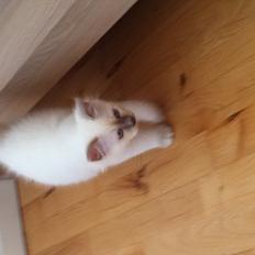 Hellig Birma DK Wennemoes' Balthazar