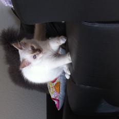 Hellig Birma DK Wennemoes' Balthazar