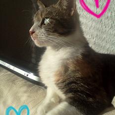 Huskat Bobby (hunkat)