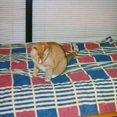 Blanding af racer Mikkel