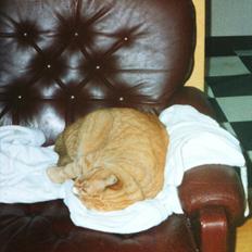 Blanding af racer Mikkel