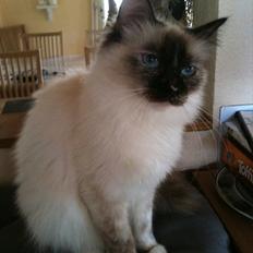 Hellig Birma Miridania's Hagar