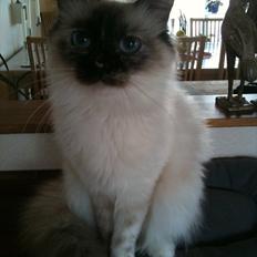 Hellig Birma Miridania's Hagar