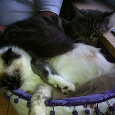 Hellig Birma Miridania's Hagar