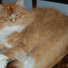 Blanding af racer Garfield