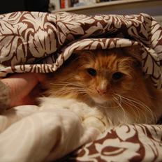 Blanding af racer Garfield