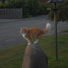 Blanding af racer Garfield