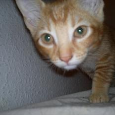 Blanding af racer Pippi