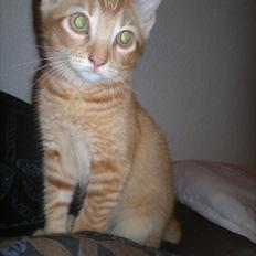 Blanding af racer Pippi