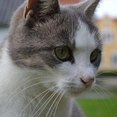 Huskat Vitello