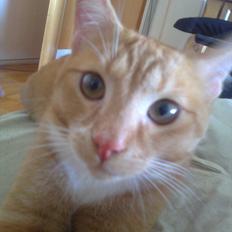 Huskat Hansen >>My lover:-*<<