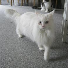 Maine Coon loka R.I.P smukke pige