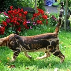 Bengal Miss Sparrow